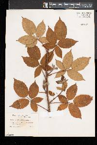 Rubus frondosus image