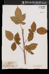 Rubus frondosus image