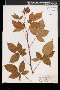 Rubus frondosus image