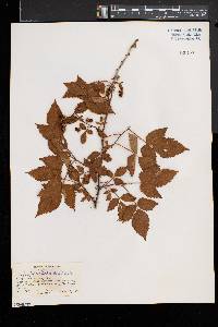 Rubus frondosus image