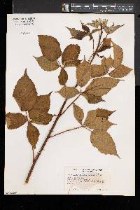 Rubus frondosus image