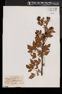 Rubus frondosus image