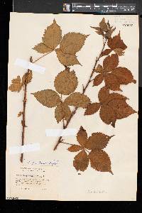 Rubus frondosus image