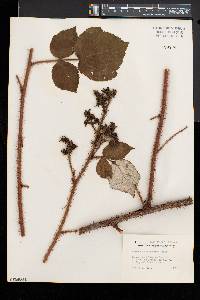 Rubus phoenicolasius image