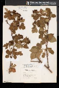 Rubus frondosus image