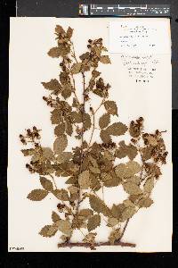 Rubus frondosus image