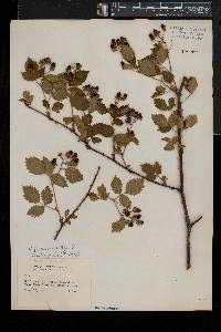 Rubus frondosus image