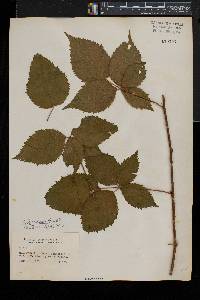 Rubus frondosus image