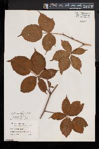 Rubus frondosus image