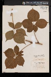 Rubus frondosus image