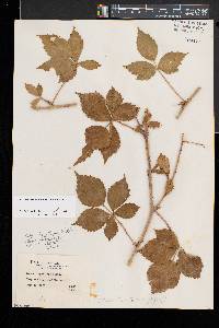 Rubus flagellaris image