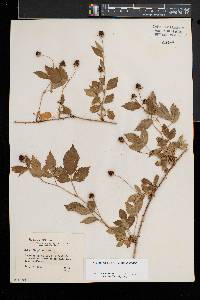 Rubus flagellaris image