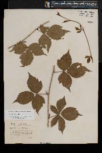 Rubus flagellaris image