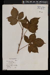 Rubus heterophyllus image