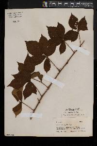 Rubus heterophyllus image