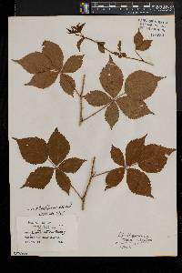 Rubus heterophyllus image