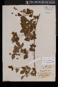 Rubus jaysmithii image