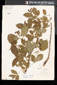 Rubus recurvicaulis image