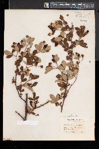 Rubus cuneifolius image