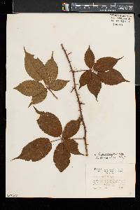 Rubus gnarus image