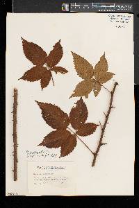 Rubus gnarus image