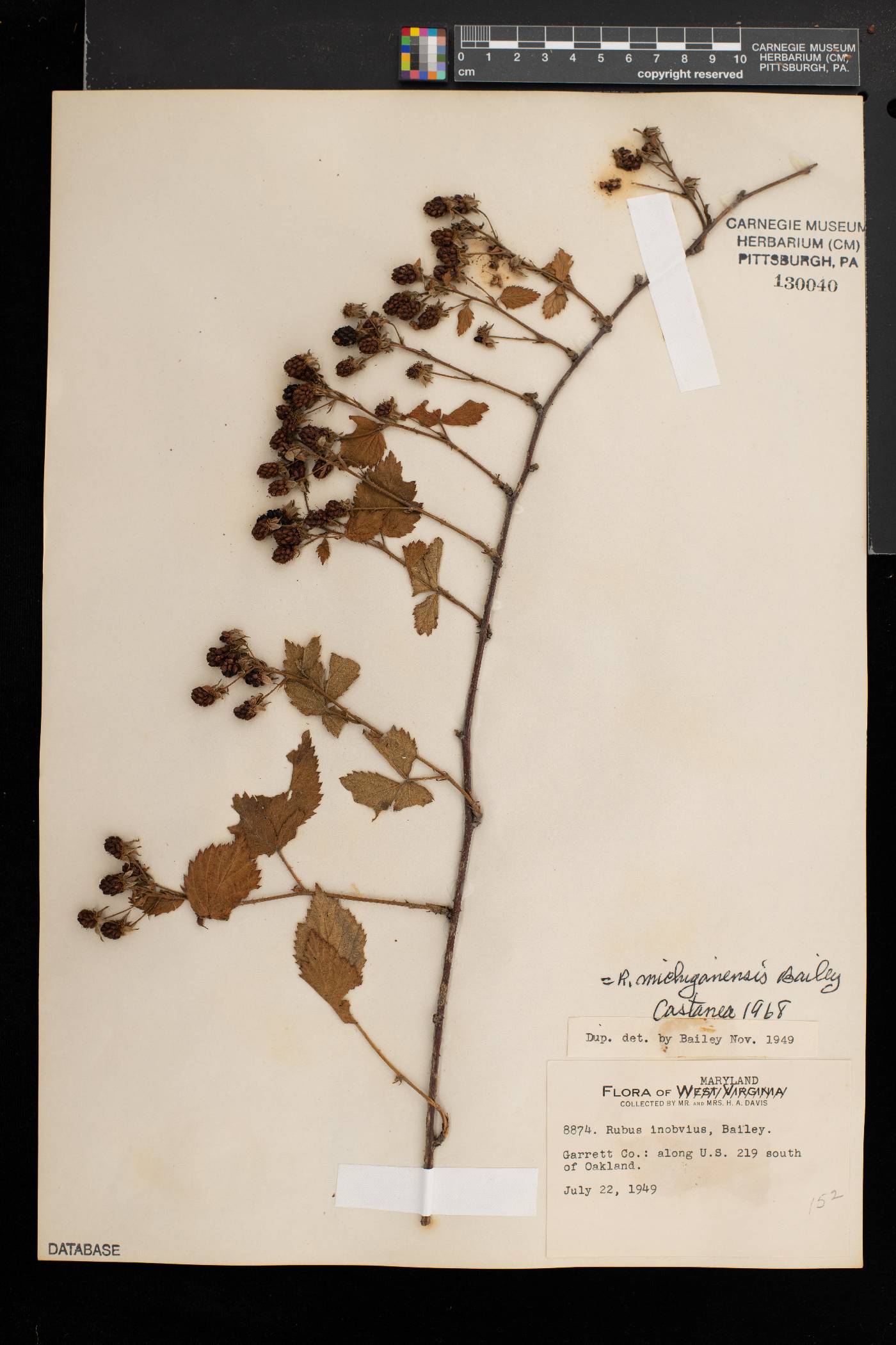 Rubus michiganensis image