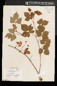 Rubus obsessus image