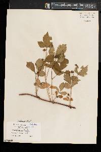 Rubus obsessus image