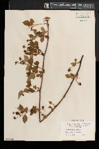 Rubus obsessus image