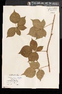 Rubus obsessus image