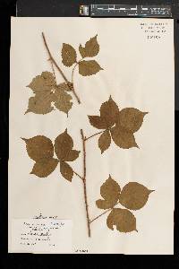 Rubus obsessus image