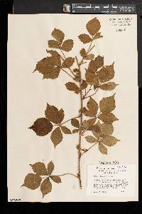 Rubus obsessus image