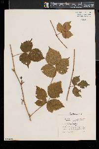 Rubus fecundus image