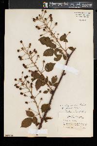 Rubus allegheniensis var. gravesii image