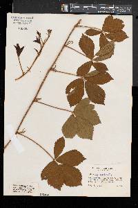 Rubus adjacens image