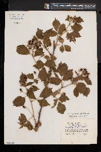 Rubus recurvans image