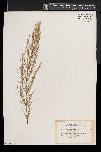 Equisetum fluviatile image