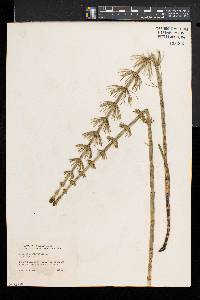 Equisetum fluviatile image