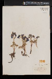 Delphinium bicolor image