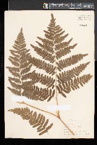 Pteridium aquilinum var. latiusculum image