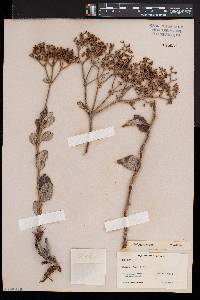 Eriogonum corymbosum image