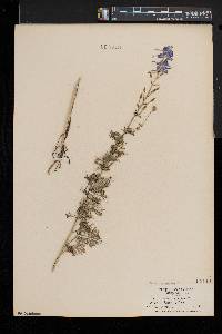 Delphinium ajacis image