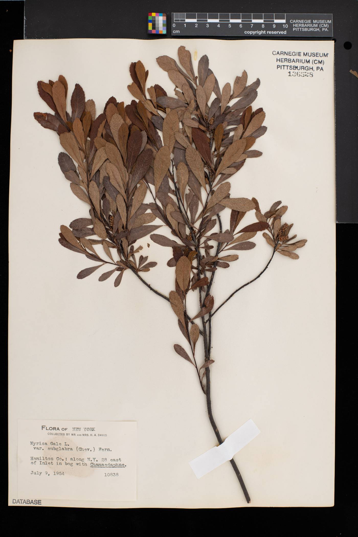Myrica gale var. subglabra image