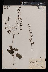 Plectranthus grallatus image