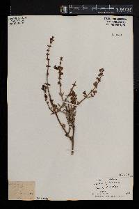Salvia africana image