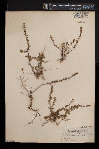 Micromeria lachnophylla image