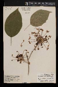 Clerodendrum cephalanthum image