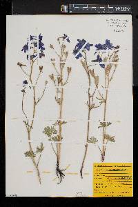 Delphinium bicolor image