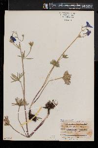 Delphinium bicolor image