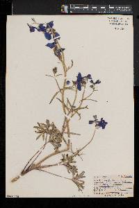 Delphinium bicolor image